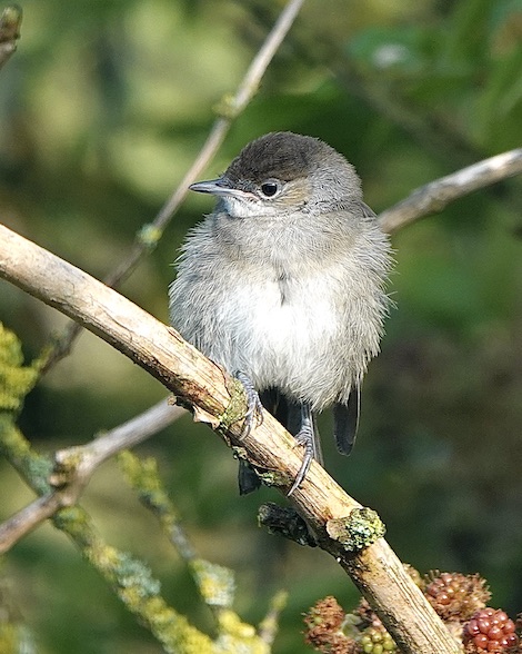 blackcap